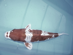 Killikus&reg; Fotographie